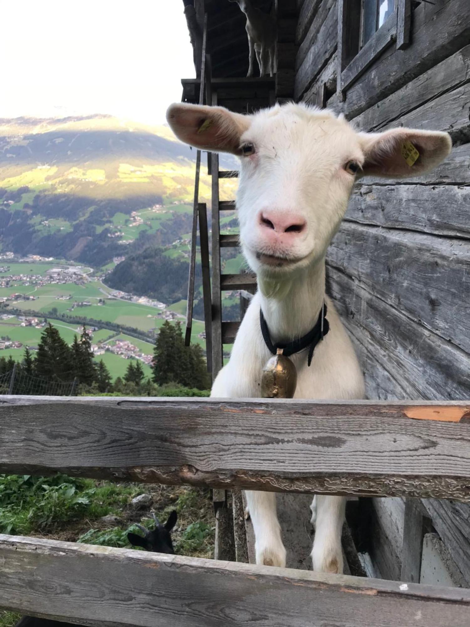 Villa Goass'N Alm Zillertal à Hippach Extérieur photo